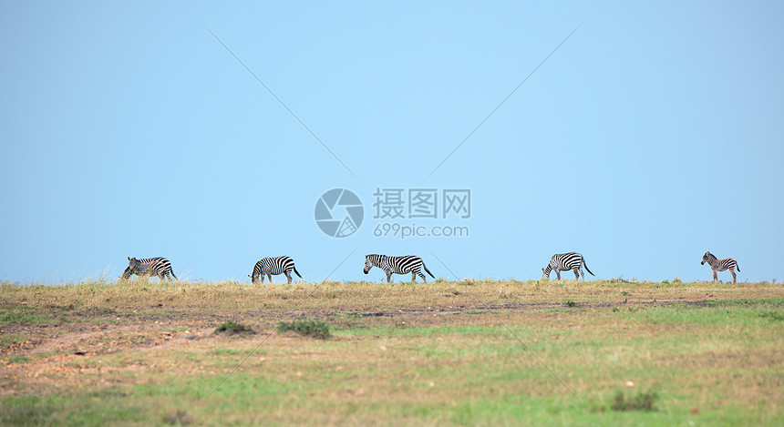 非洲肯尼亚马赛马拉草原上的斑马图片