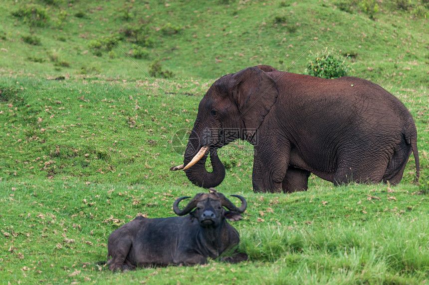 ‘~非洲肯尼亚野象  ~’ 的图片