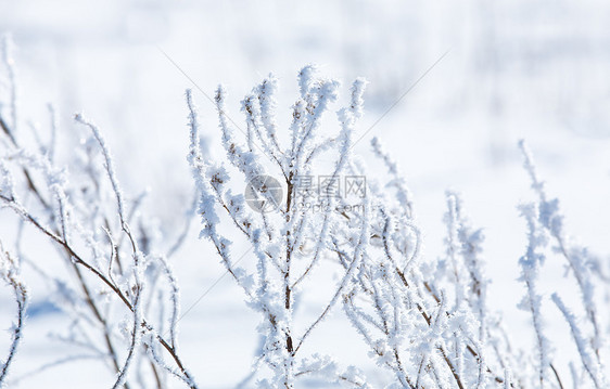 雪景图片