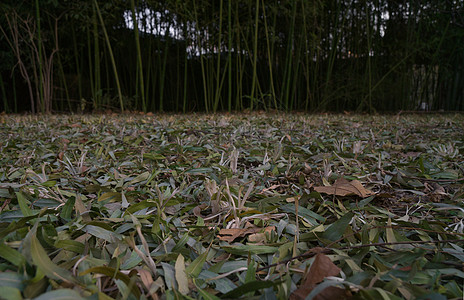 翠竹林图片