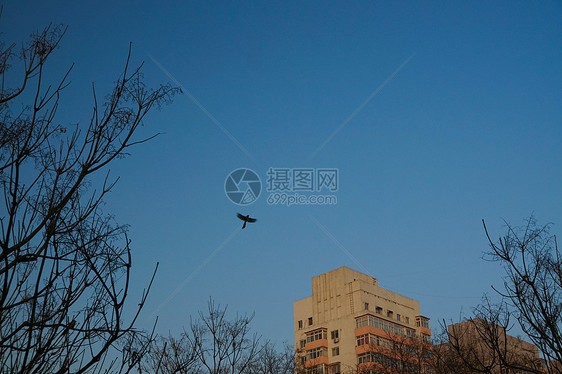 冬天的天空树枝和飞鸟图片