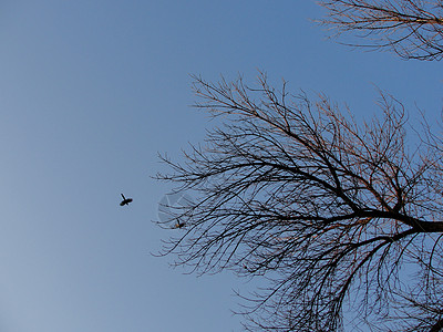 冬天的天空树枝和飞鸟图片