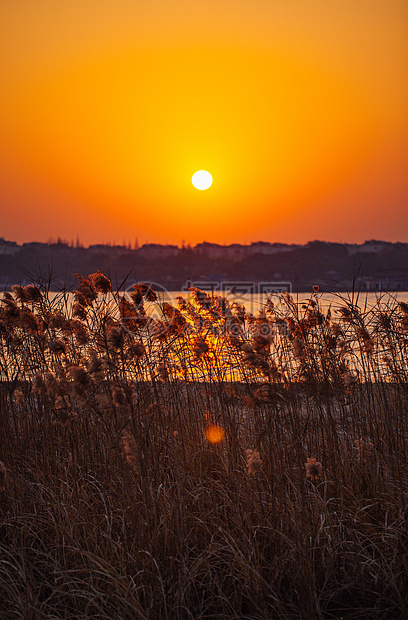 夕阳余晖下的芦苇荡图片