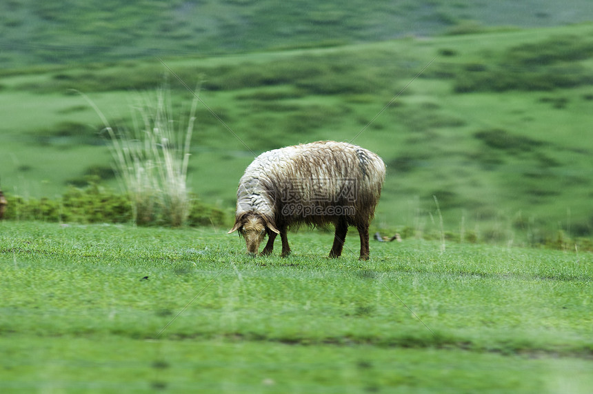 新疆塔城牧场牧业羊图片