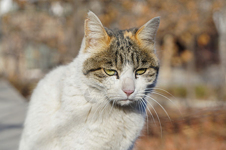 冬天阳光下的猫背景图片