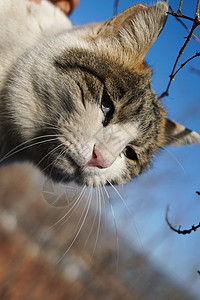 冬天阳光下的猫图片