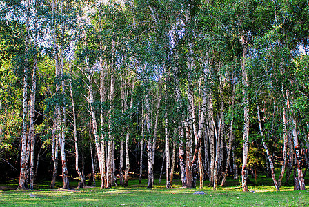 新疆阿勒泰禾木风景区牧马白桦林背景图片