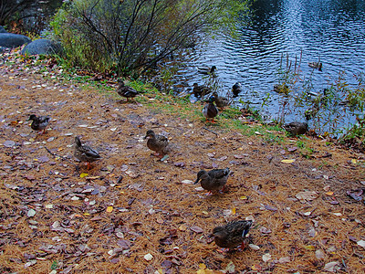 秋天国外公园的小鸭子背景图片