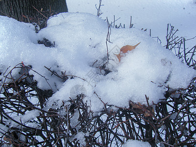 加拿大雪后背景图片