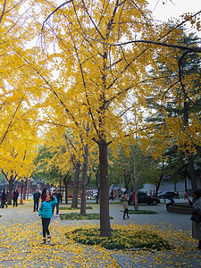 北京秋天的银杏叶黄了图片