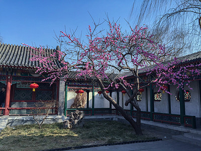 北京大观园的冬天景色背景图片