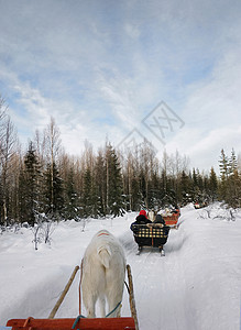 芬兰罗瓦涅米驯鹿拉雪橇图片