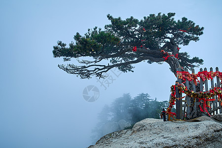 松树的精神冬天雾气高清图片