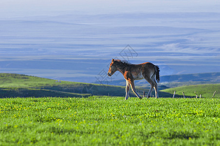 新疆塔城牧场马驹草场山脉背景图片