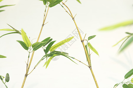 中国风竹叶竹子背景图片