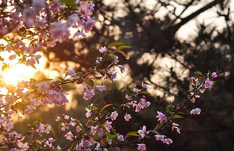 夕阳下的海棠花图片