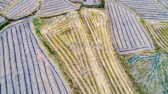 航拍田野的纹路图片