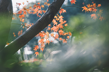 逆光唯美枫叶背景图片