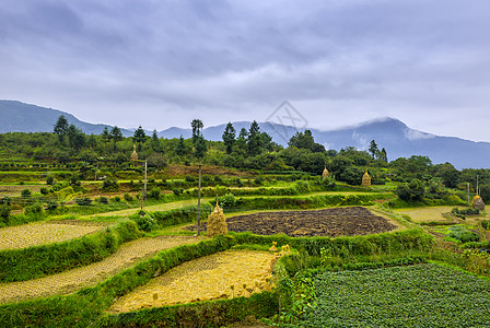 江西婺源江岭梯田背景