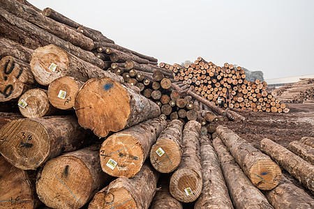 一堆木材伐木场素材背景背景
