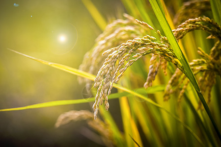 成熟水稻稻穗背景