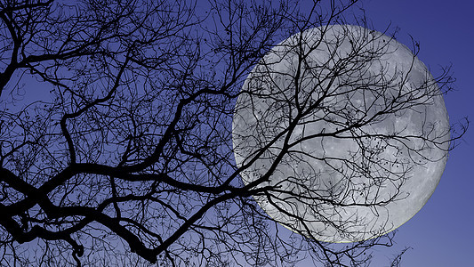满月下的树枝剪影图片