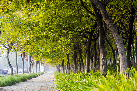 街道林荫植物行道树高清图片