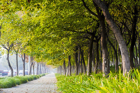 街道林荫背景图片