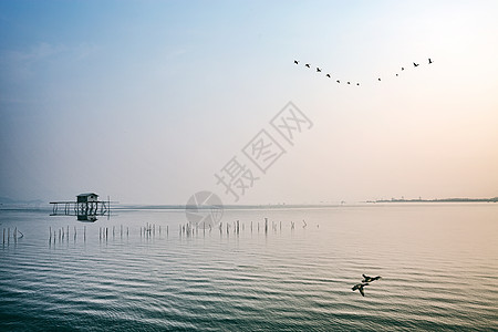 大雁南飞插画充满生机活力的海边景色背景