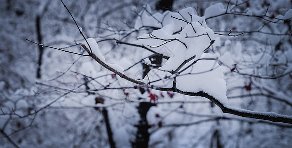 冬季森林雪景图片