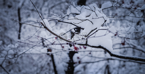 冬季森林雪景图片