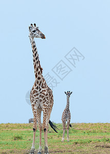 肯尼亚马赛马拉大草原上的动物图片