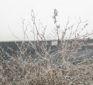 雪霜图片