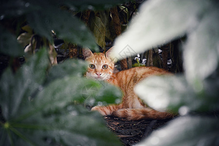 流浪猫街拍背景图片