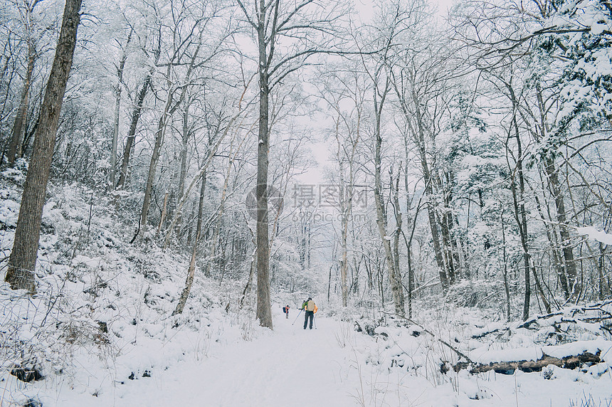 森林雪景图片