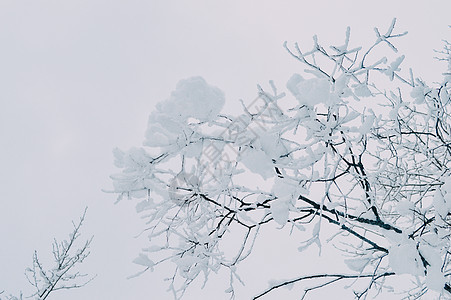 树枝上的积雪图片