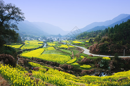 油菜花图片