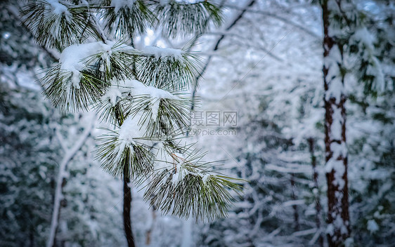 冬季挂满积雪的松枝图片