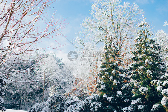 雪后的植物图片