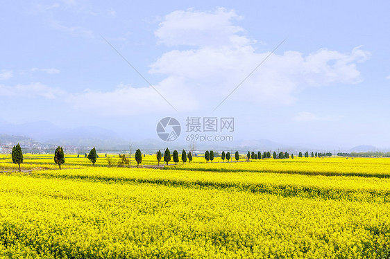 春天乡村油菜花的田野图片