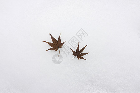 雪地上的落叶背景图片