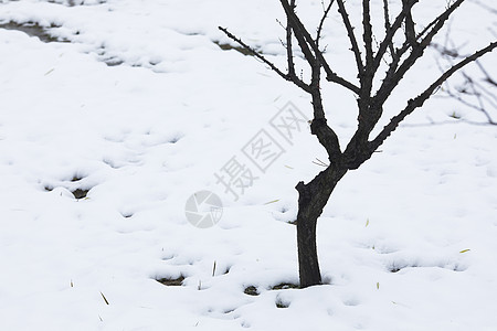 大雪后的枯树背景图片