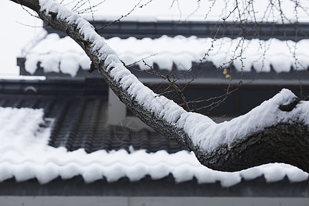 雪后初霁冬天里下雪后树干背景