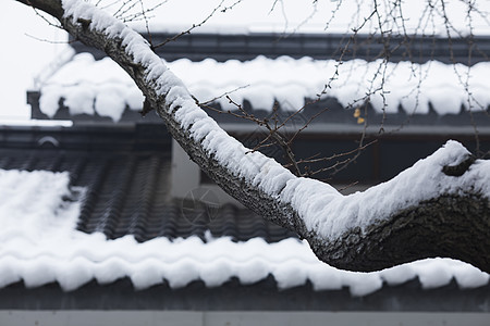 冬天里下雪后树干背景图片