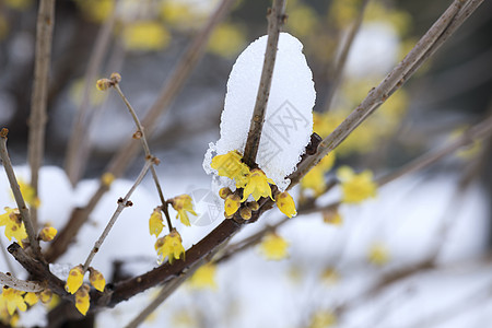 雪后的梅花图片