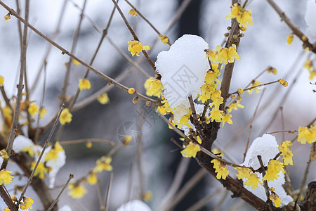 雪后的梅花图片