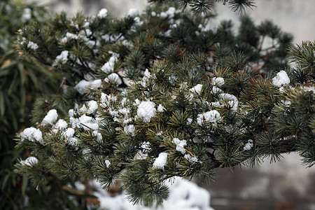 雪后初霁大雪后的松枝背景