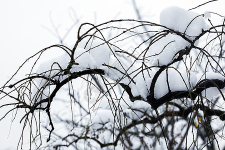 大雪后的树枝背景图片