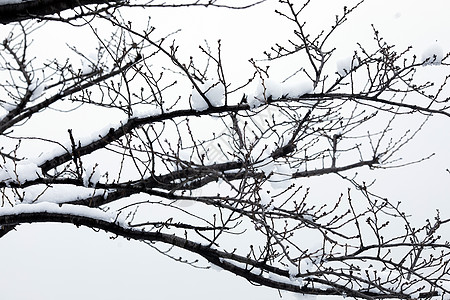 大雪后的树枝背景图片