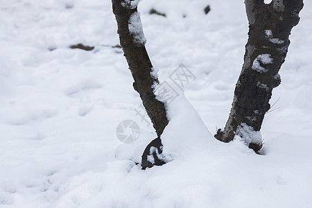 大雪后的树根背景图片